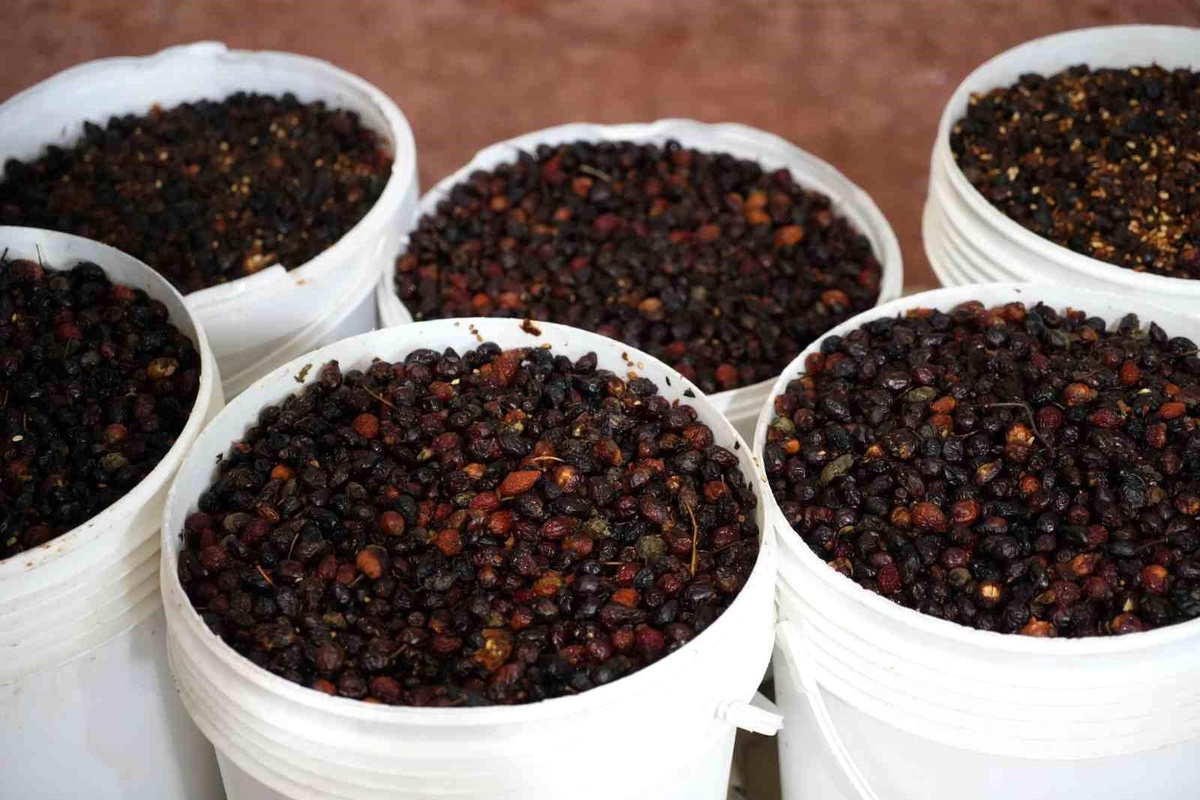 Kuşburnu Marmelatı ve Suyu Üretimi Başladı