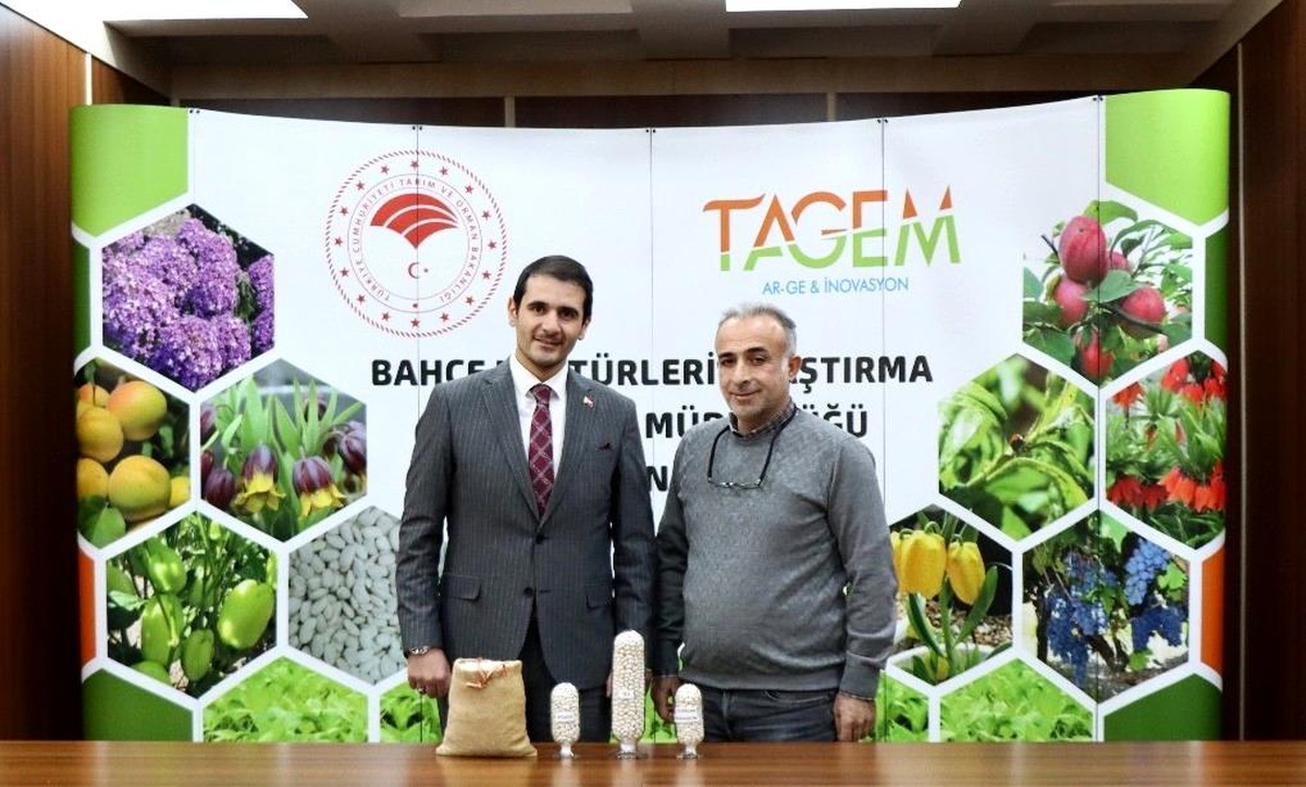 Erzincan\'dan İki Yeni Kuru Fasulye Çeşidi