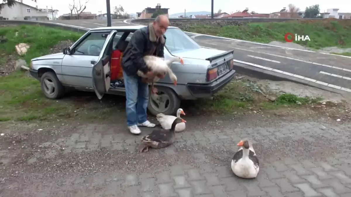 Kazlar Doğaya Salındı