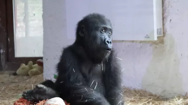 Yavru gorilin ismi 'Zeytin' oldu