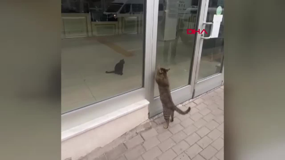 Kedi, Postanede Mahsur Kalan Yavru Kediyi Kurtardı