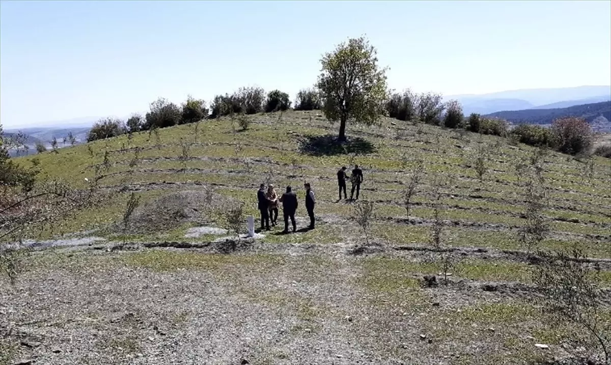 Durağan\'da Zeytin Ağaçları Ekonomiye Kazandırılacak