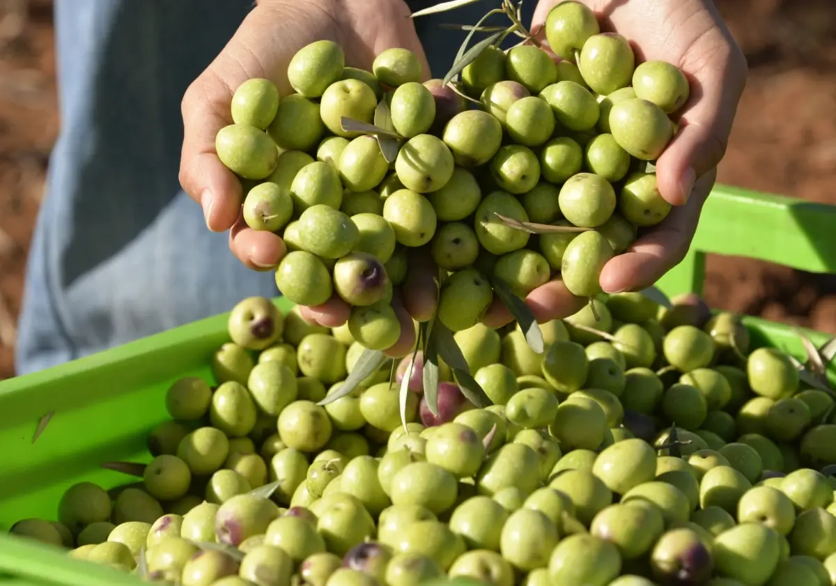 Türkiye\'de 2024\'te Rekor Zeytin Ağaçları ve Üretim