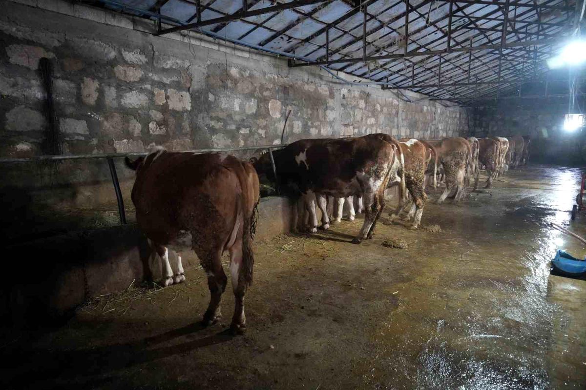 Muş\'ta Buzağı Doğumları Ekonomiyi 5 Milyar TL Destekleyecek