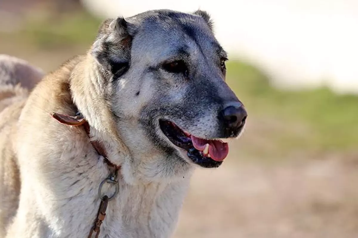 Arap ülkeleri Kangal köpeklerin peşinde