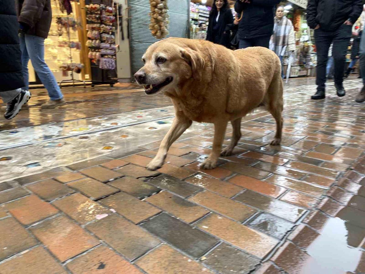 Sokak Köpekleri Etkinliklere Eşlik Ediyor