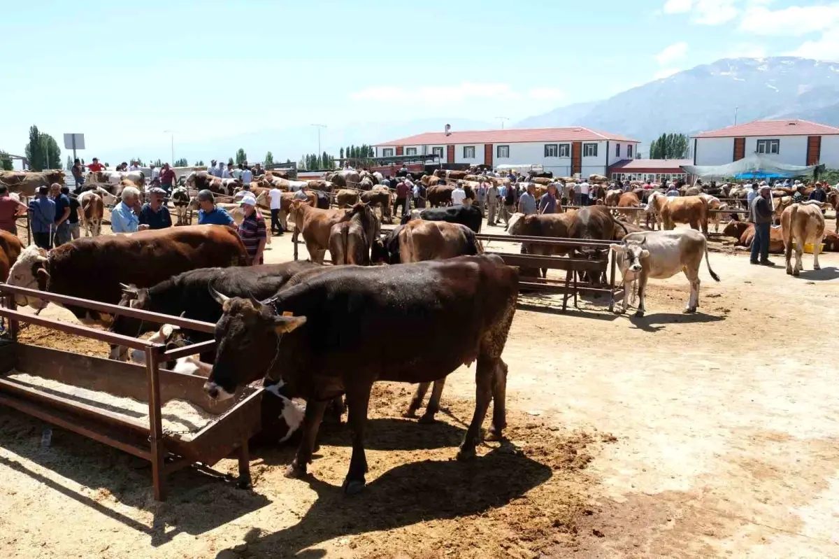 Erzincan\'da Şap Hastalığı Nedeniyle Hayvan Pazarı Karantinaya Alındı