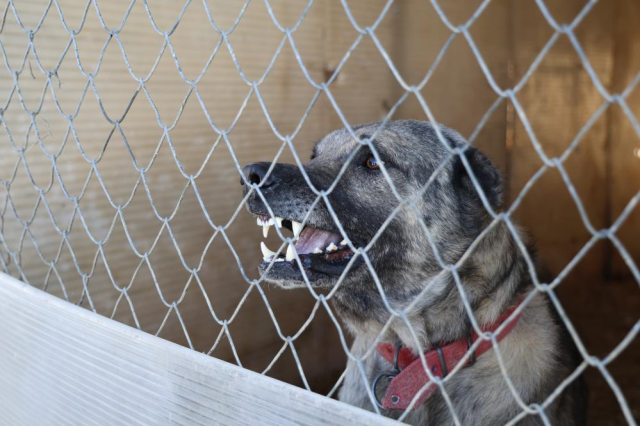 İklim değişikliği kangal köpeklerinin yapısını değiştirdi