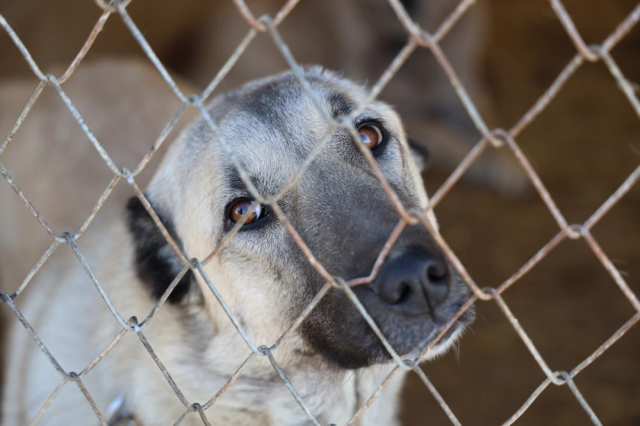 İklim değişikliği kangal köpeklerinin yapısını değiştirdi