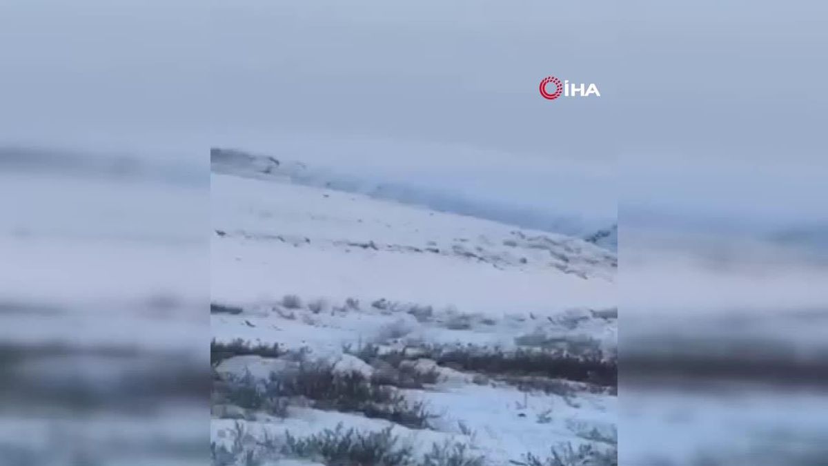 Kars\'ta Kurt Sürüsü Görüntülendi