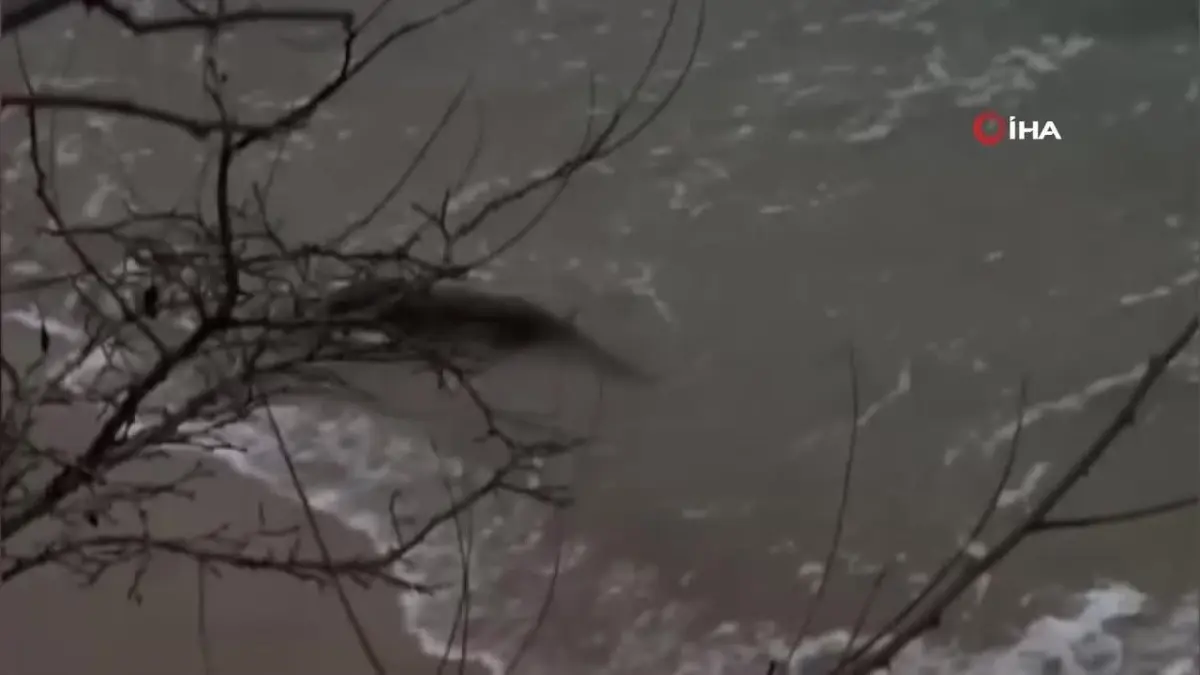 Nesli Tükenmekte Olan Su Samuru Görüntülendi