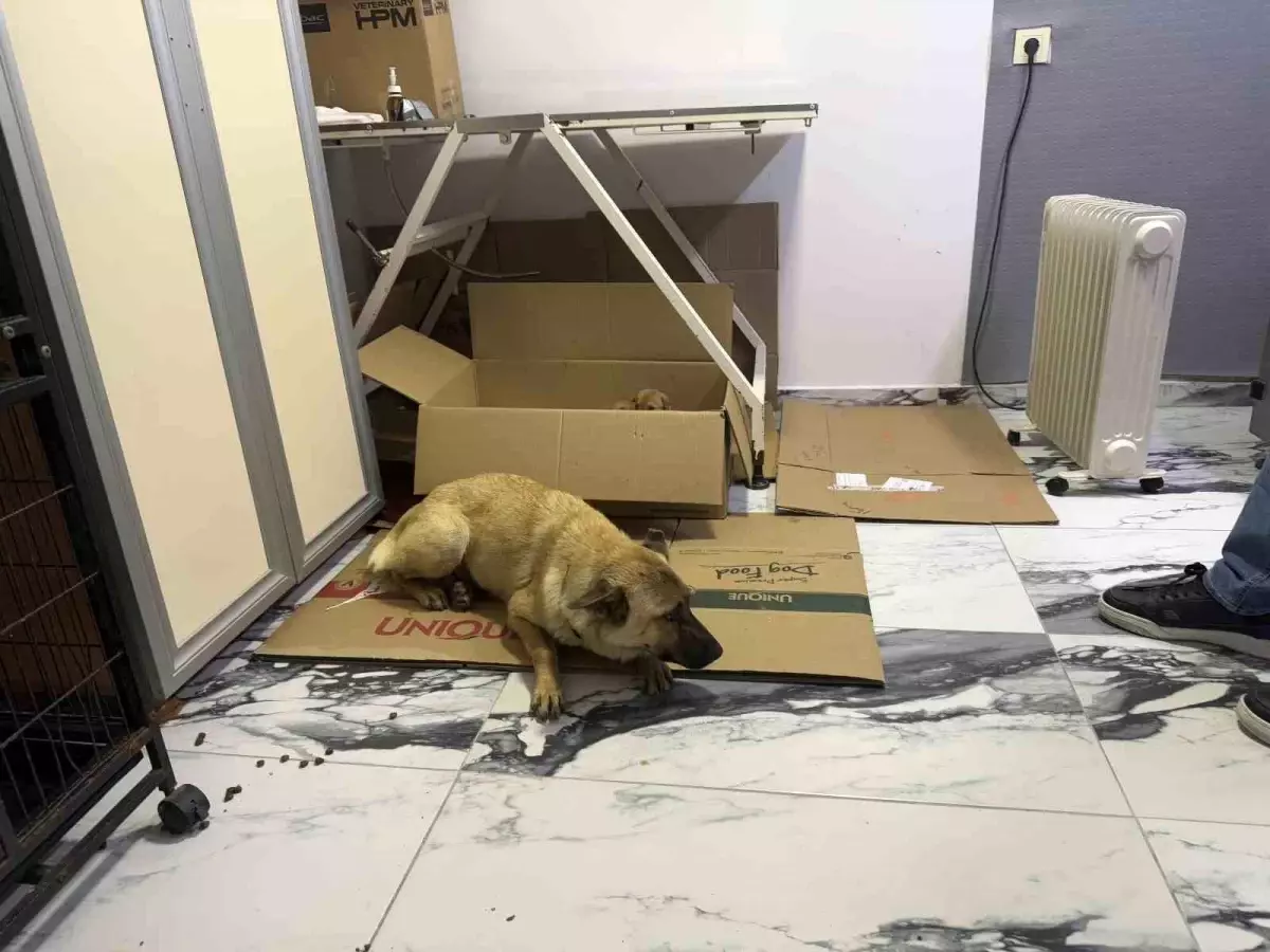 Anne Köpek Yavrusunu Kurtarmak İçin Kliniğe Götürdü