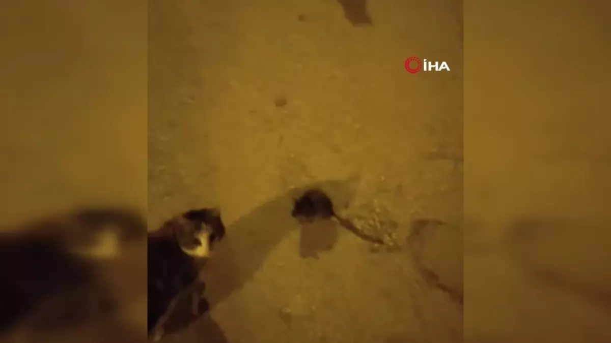 Elazığ\'da Kedi ve Fare Gösterisi