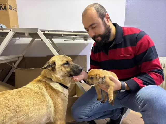 Sahipsiz köpek, ölmek üzere olan yavrusunu veterinere getirdi