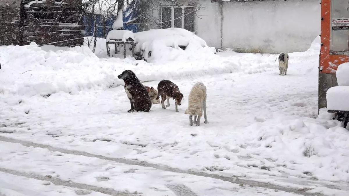 Kırklareli\'nde Kar Hayvanları Etkiliyor