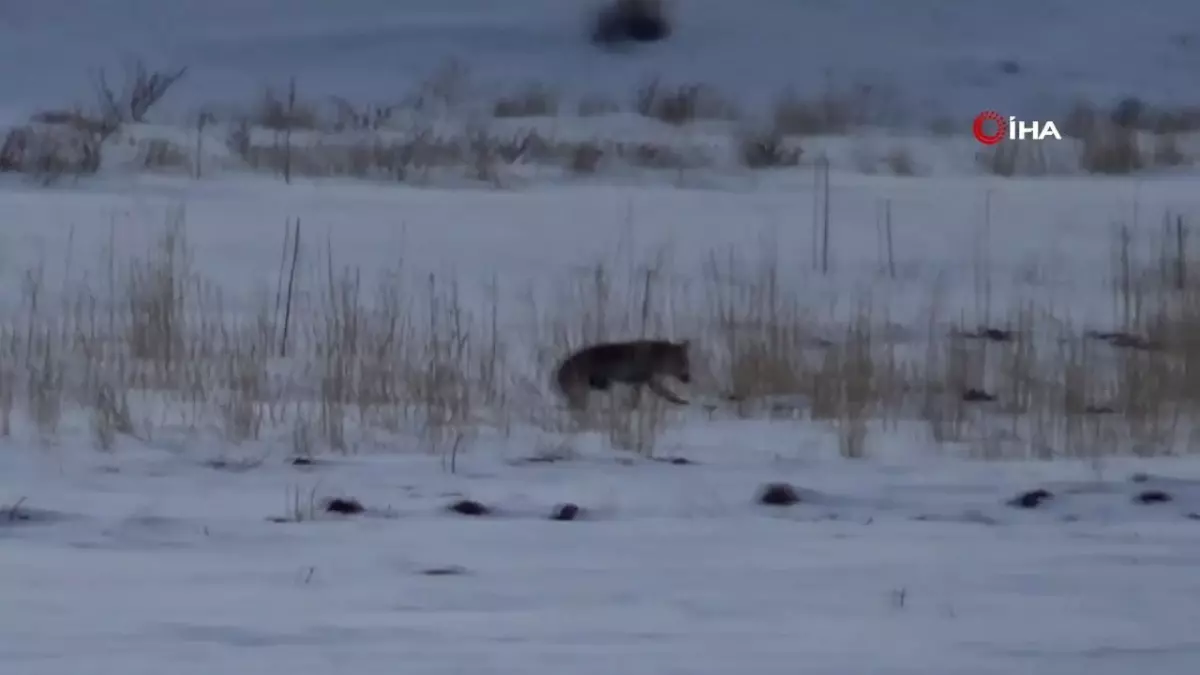 Van\'da Tilkilerin Fare Avı