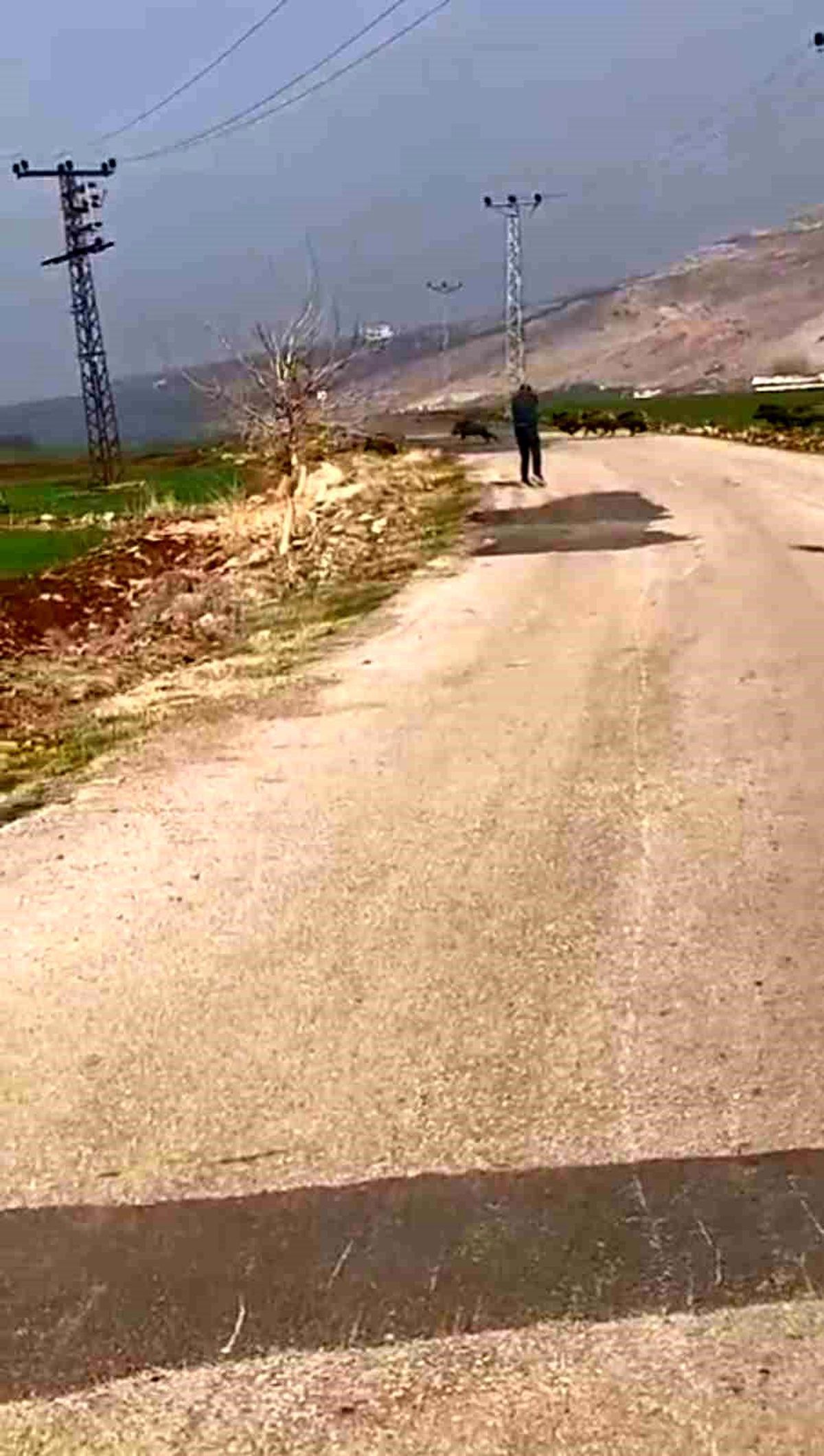 Acemi Avcı Domuzlara Ateş Etti