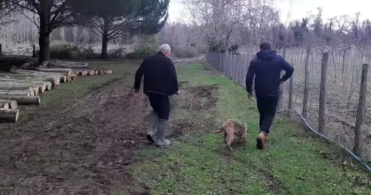 Karacabey\'de Kaybolan Bozayı İçin Arama Çalışmaları Devam Ediyor