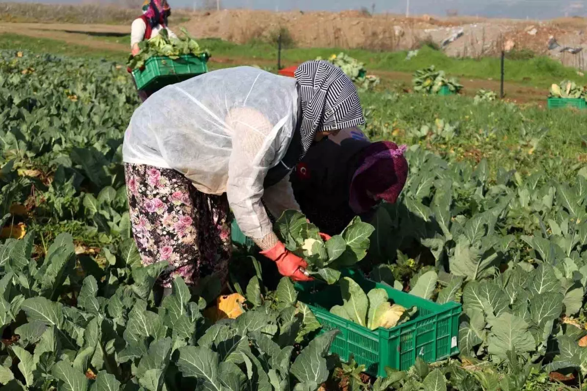 Efeler Belediyesi Karnabahar Hasadını Gerçekleştirdi