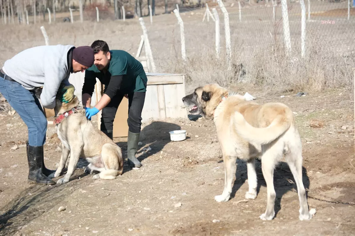 Eskişehir\'de Çoban ve Bekçi Köpeklerine Mikroçip Uygulaması Başladı