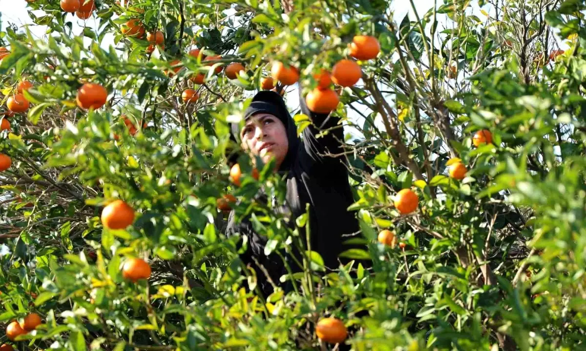 Mandalina Fiyatları Yüzde 327 Arttı