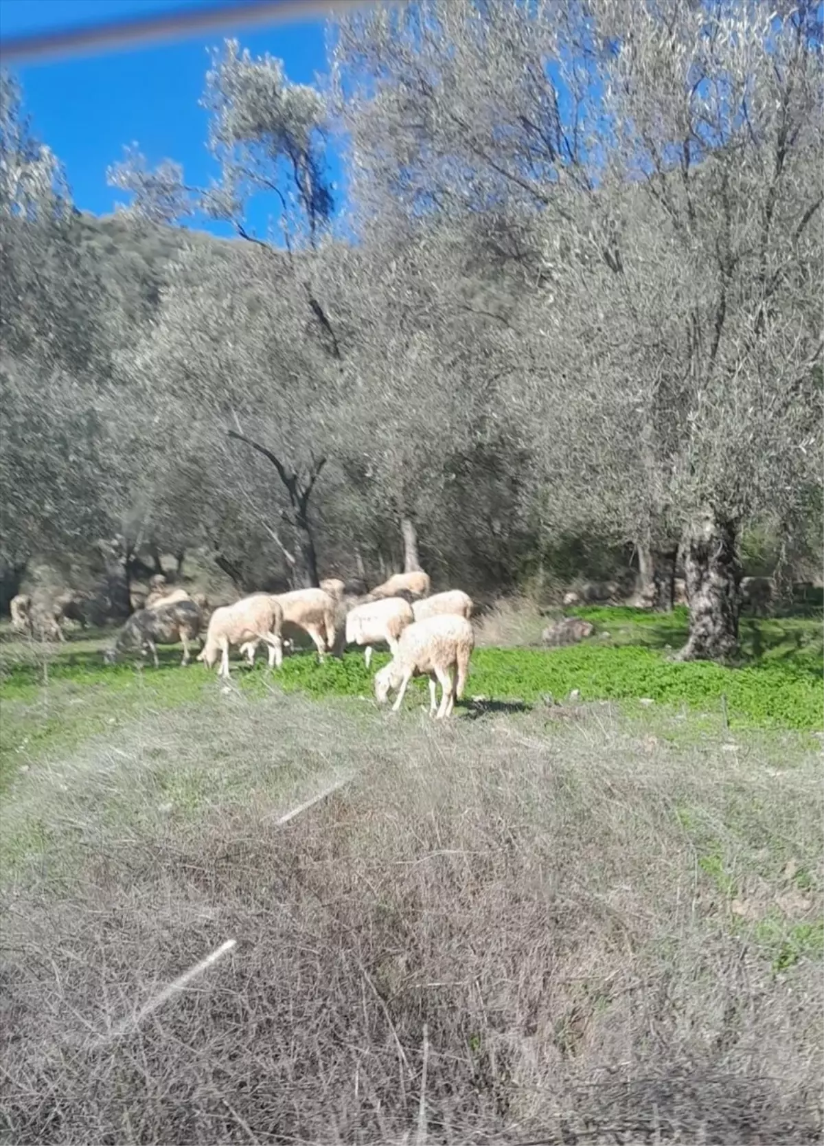 Zeytin Bahçelerinde Hayvan Otlatmaya Ceza