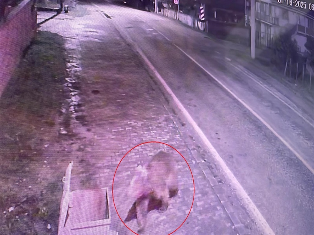 Karacabey\'de Kaçan Bozayı İçin Arama Çalışmaları Devam Ediyor
