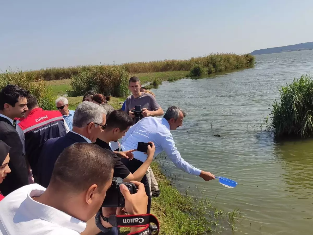 İpsala Su Ürünleri Tesisi\'nde 10 Milyon Sazan Yavrusu Üretildi