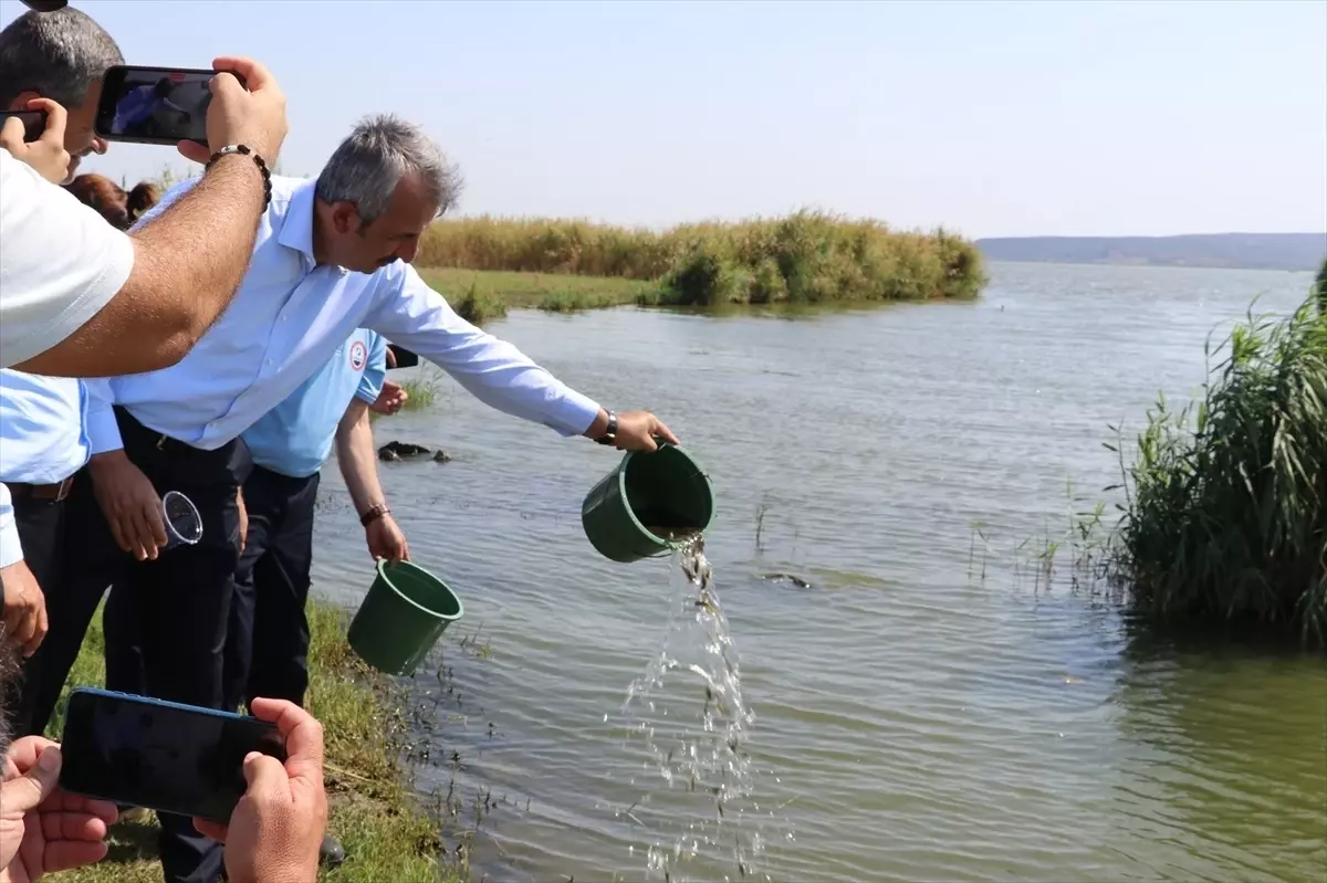 Edirne\'de 10 Milyon Sazan Yavrusu Üretildi