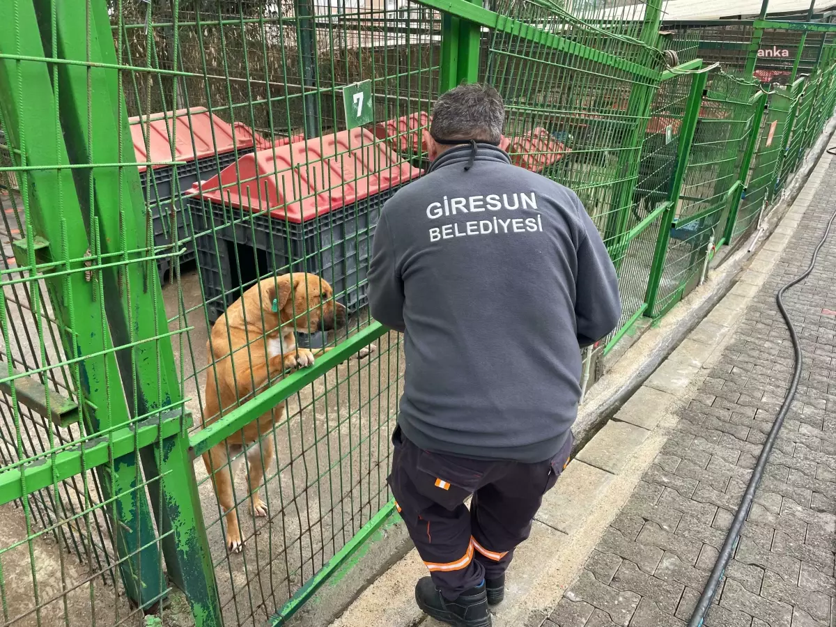 Giresun Belediyesi\'nden Sokak Hayvanları İçin Mama Üretim Merkezine Yükseliş