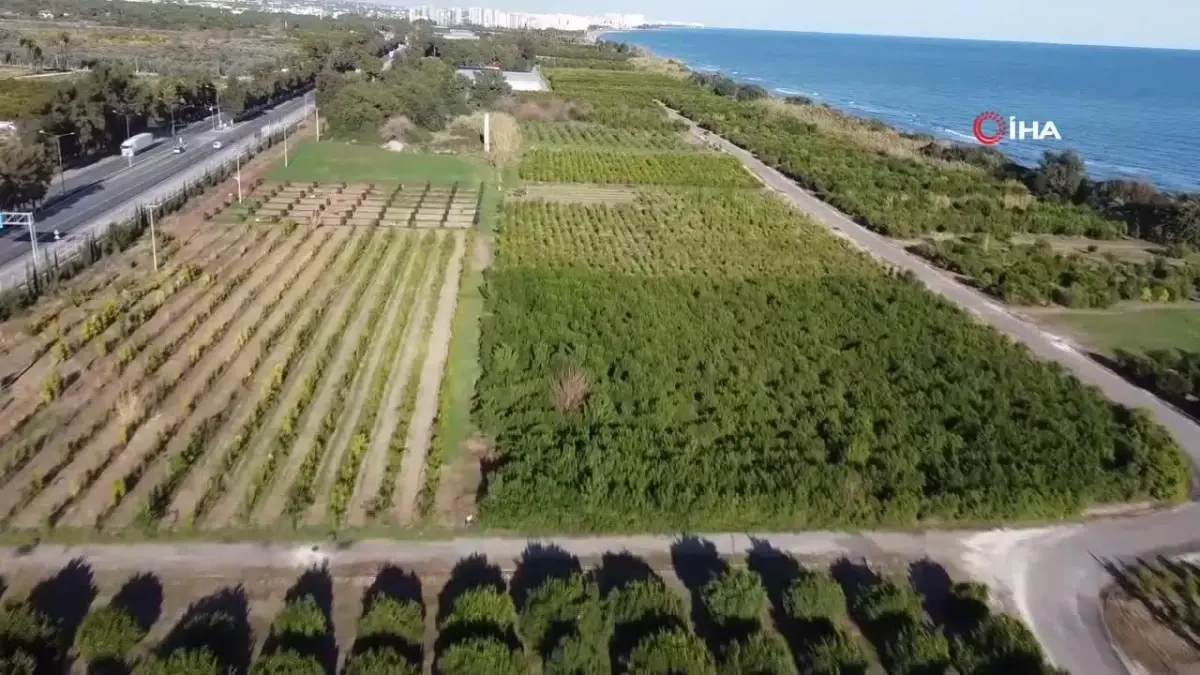 Mersin\'de Muz ve Mandalinada Yeni Çeşitler Tescillendi