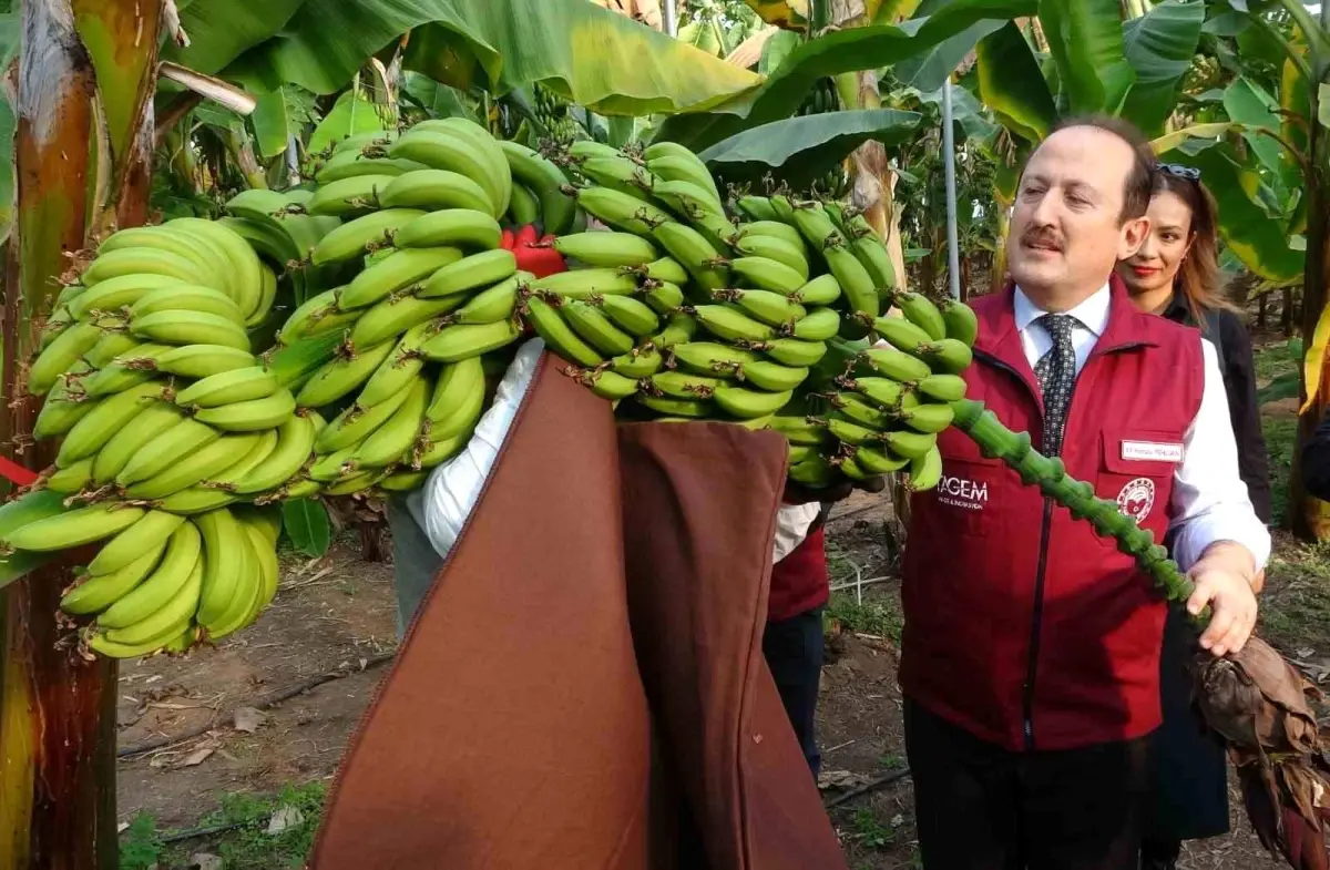 Mersin\'de Yeni Mandalina ve Muz Çeşitleri Tescillendi