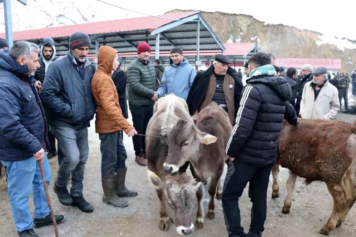 Oltu Canlı Hayvan Pazarı Yeniden Açıldı