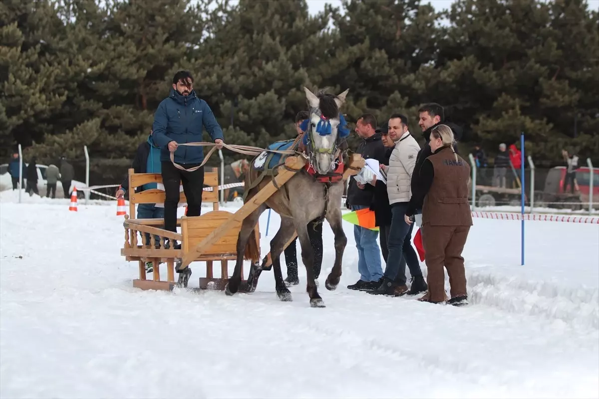 Erzurum\'da Atlı Kızak Yarışları Heyecanı