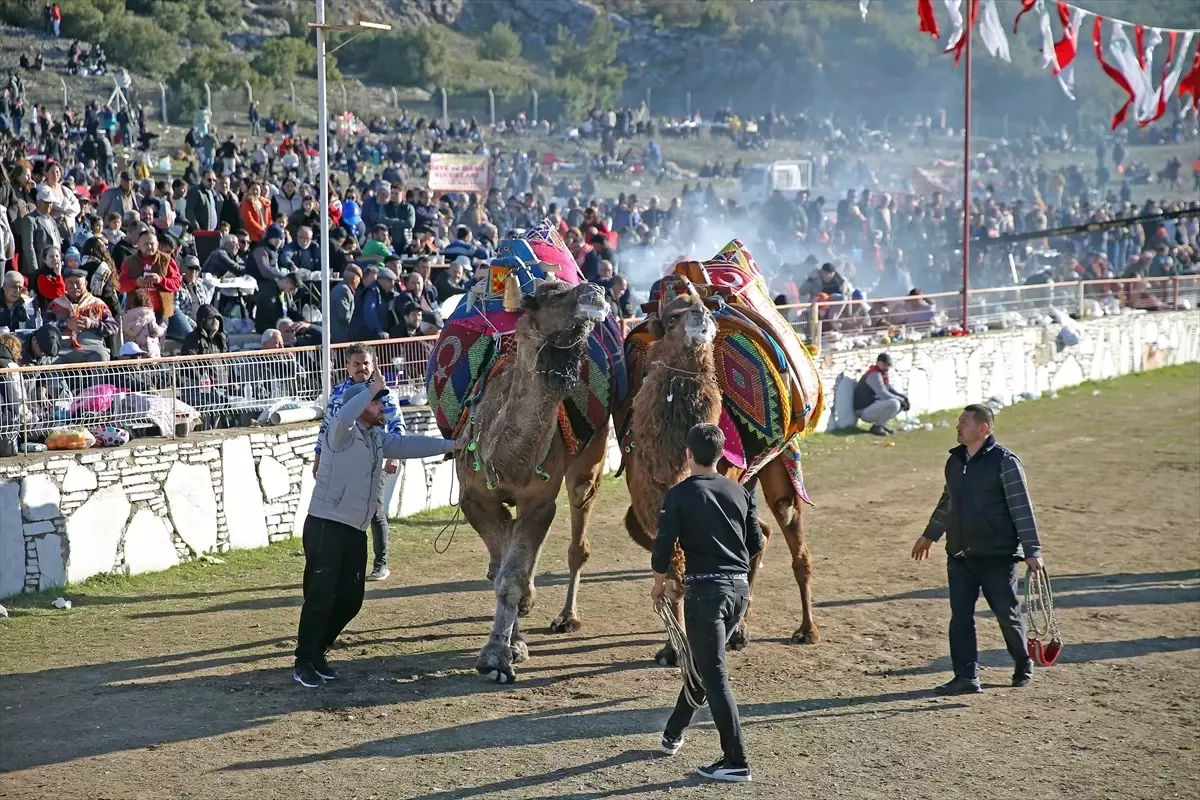 Yatağan\'da 24. Deve Güreşi Festivali Yapıldı