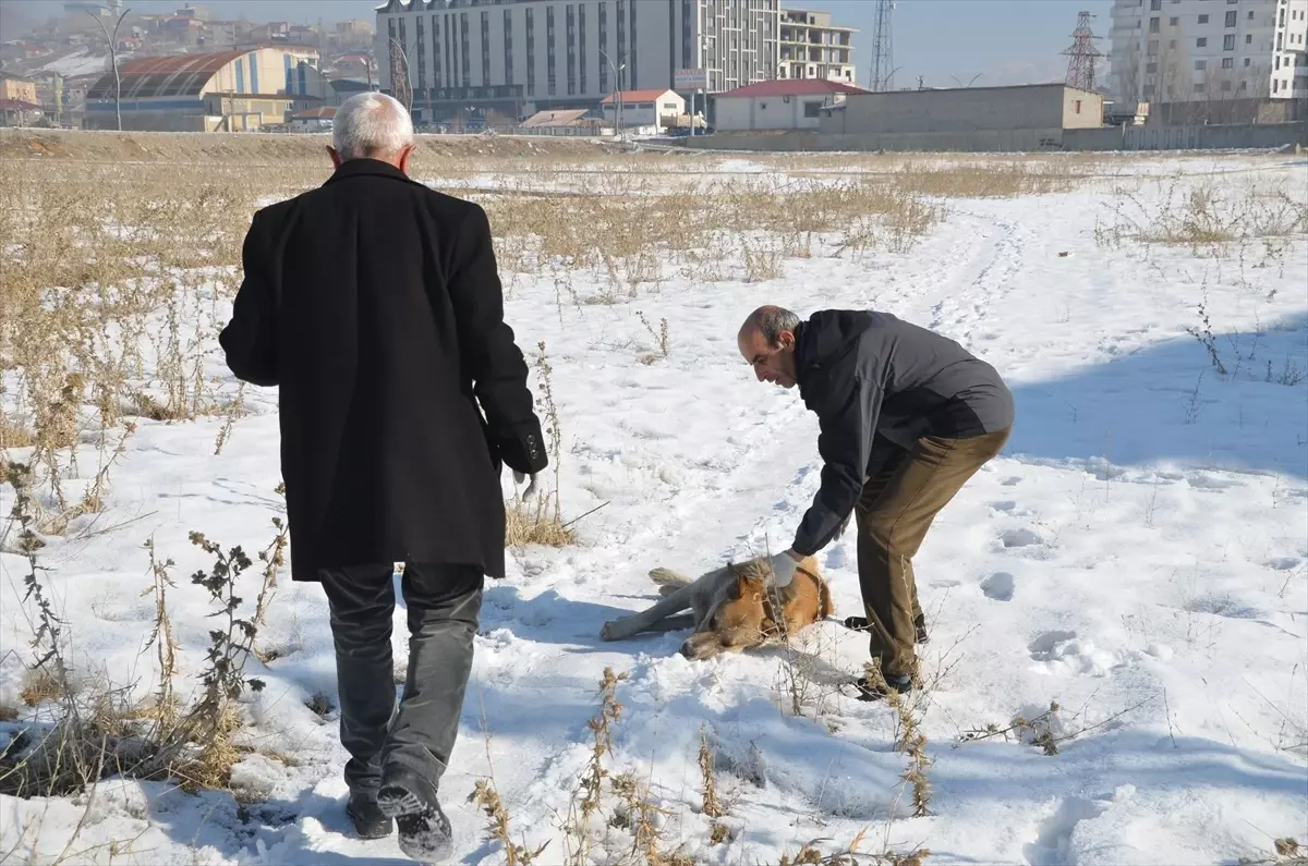 Sahipsiz Köpekler Toplandı