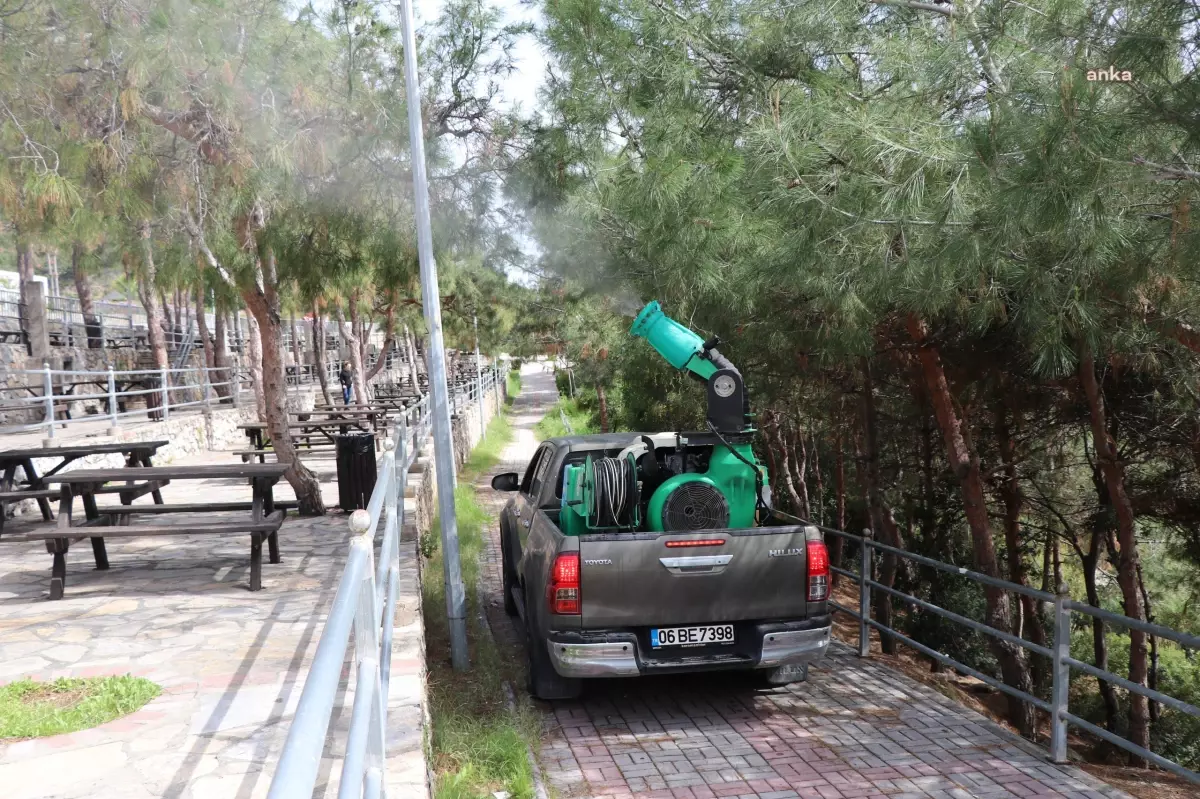 Alanya Belediyesi\'nden Çam Kese Böceği ile Mücadele: Kimyasal İlaç Yok