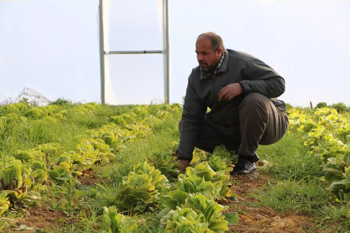 Hakkari Derecik\'te 5 Yılda 118 Sera Kuruldu