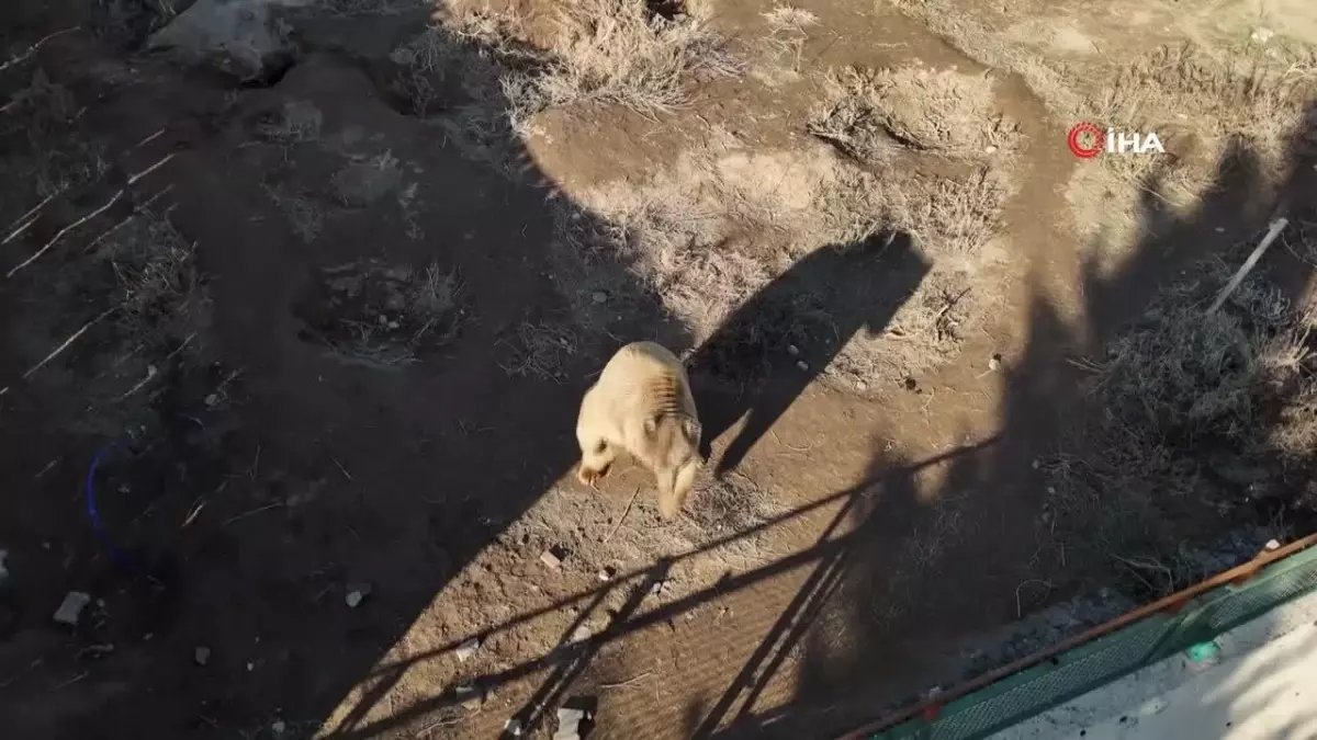 Dron Gören Ayıların Sevimli Davranışları Ziyaretçileri Güldürdü