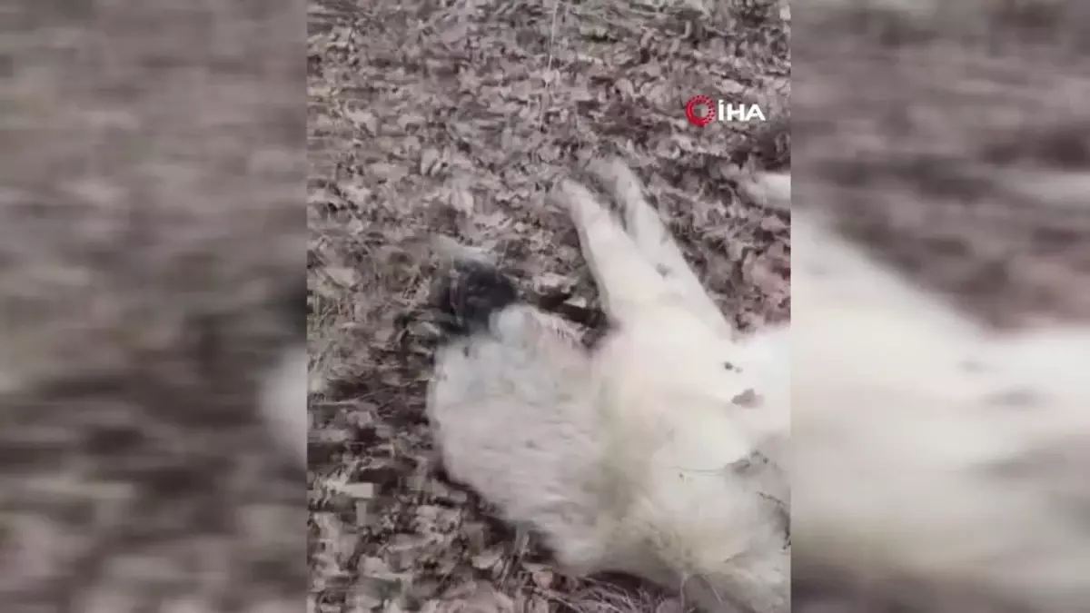 Elazığ\'da Avcılar Kangal Köpeğine Saldırdı