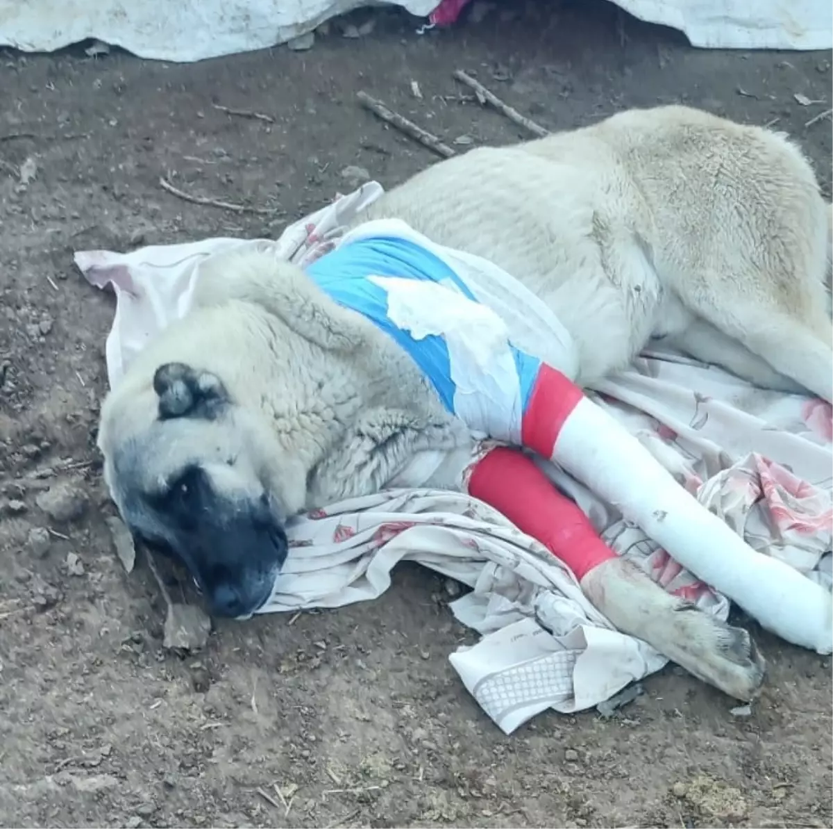 Avcıların Vurduğu Çoban Köpeği İçin Soruşturma Başlatıldı