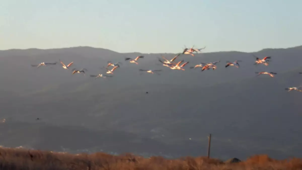 Flamingo İlgisi: Sulak Alanların Korunması İsteniyor