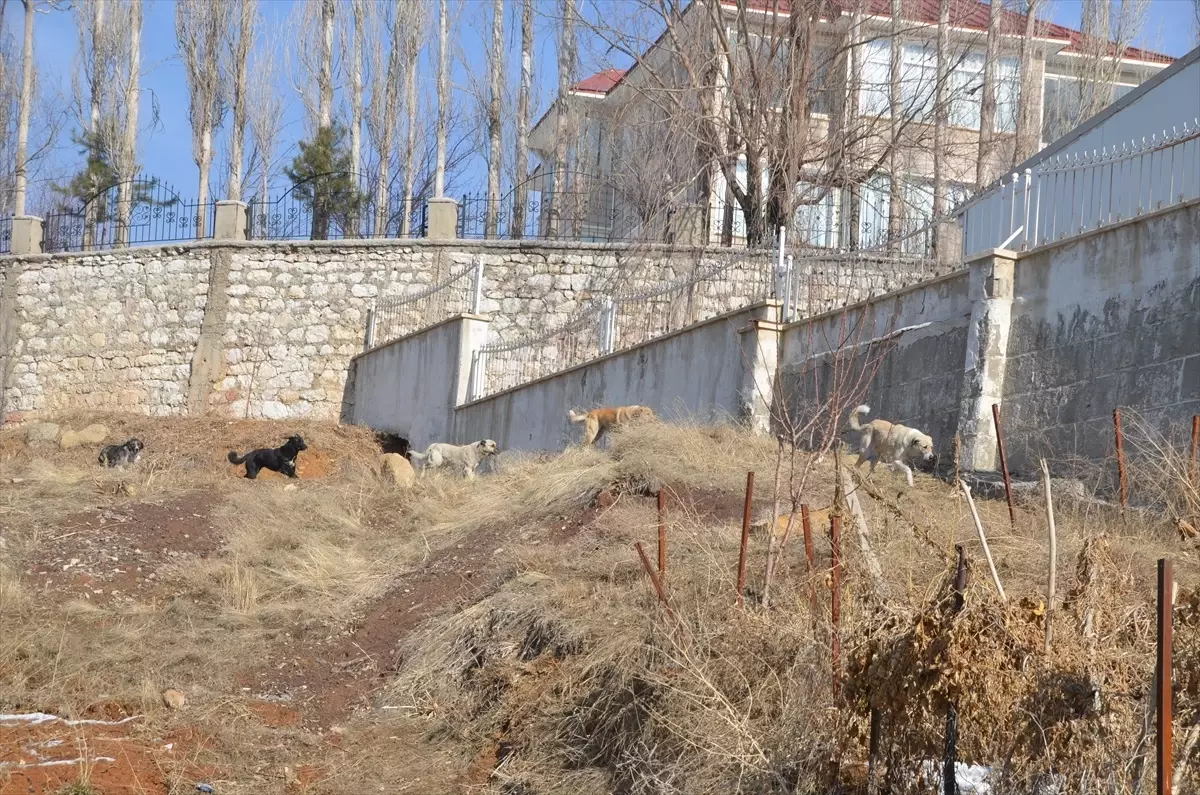 Sahipsiz Köpeklerin Saldırısı: Eslem Teker Hayatını Kaybetti