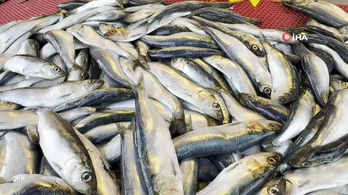 Mangalın Yeni Gözdesi: Tirsi Balığı