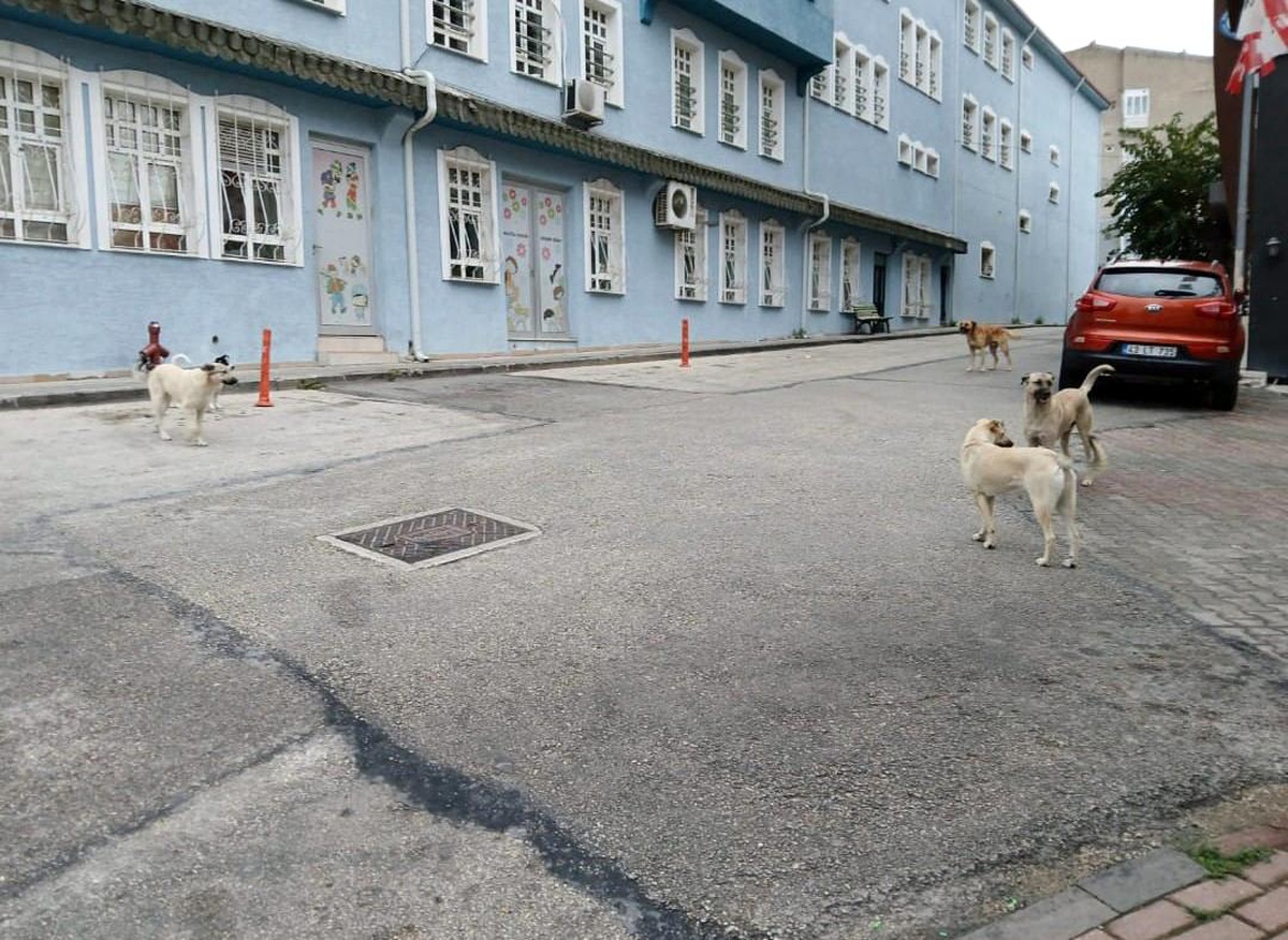 Bilecik\'te Başıboş Köpek Tehlikesi