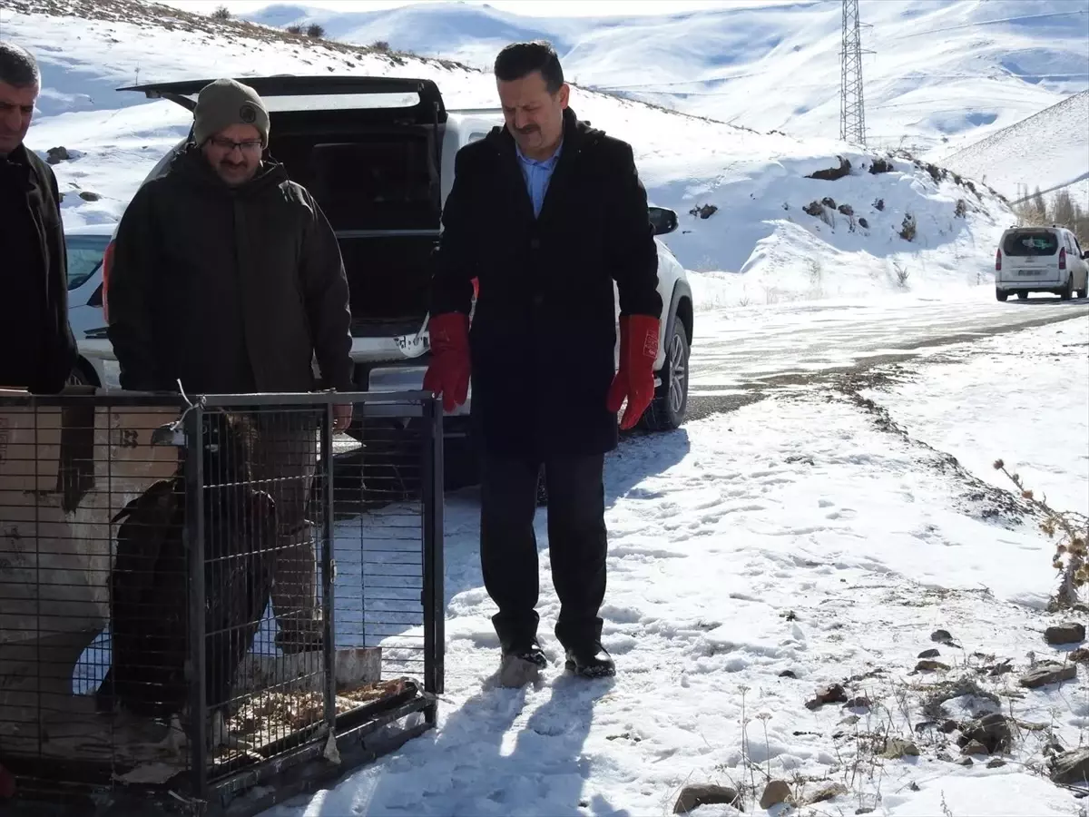 Kara Akbaba Doğal Yaşamına Döndü