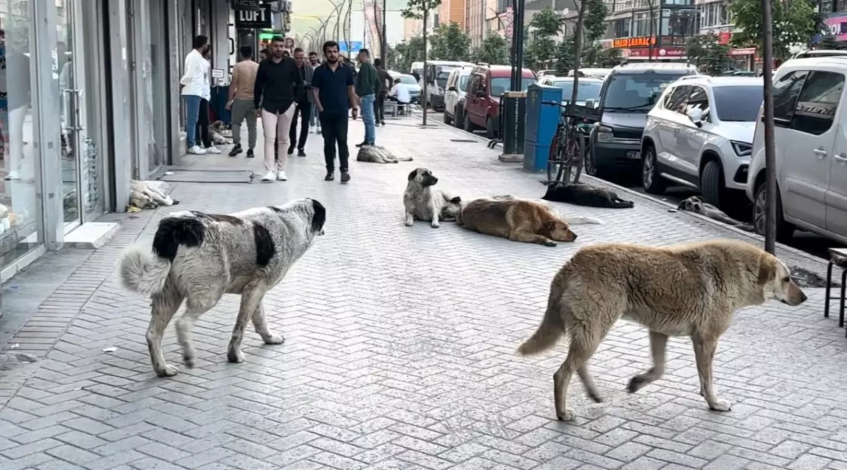 Yüksekova\'da Başlıca Köpek Saldırısı: 12 Yaşındaki Eslem Teker Hayatını Kaybetti