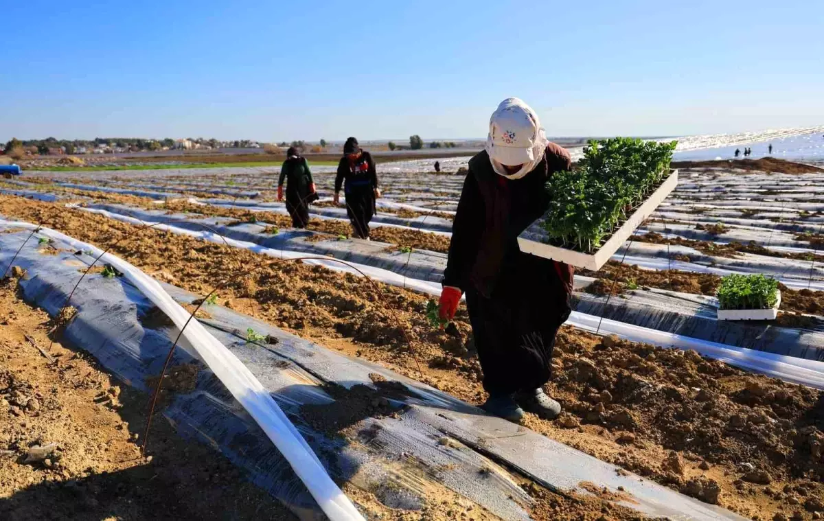 Adana\'da Karpuz Fideleri Toprakla Buluştu