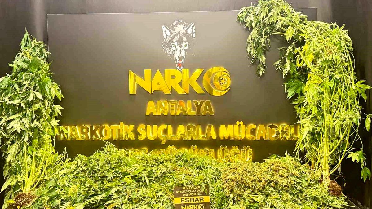 Antalya\'da Uyuşturucu Operasyonları: 11 Kg Skunk Ele Geçirildi