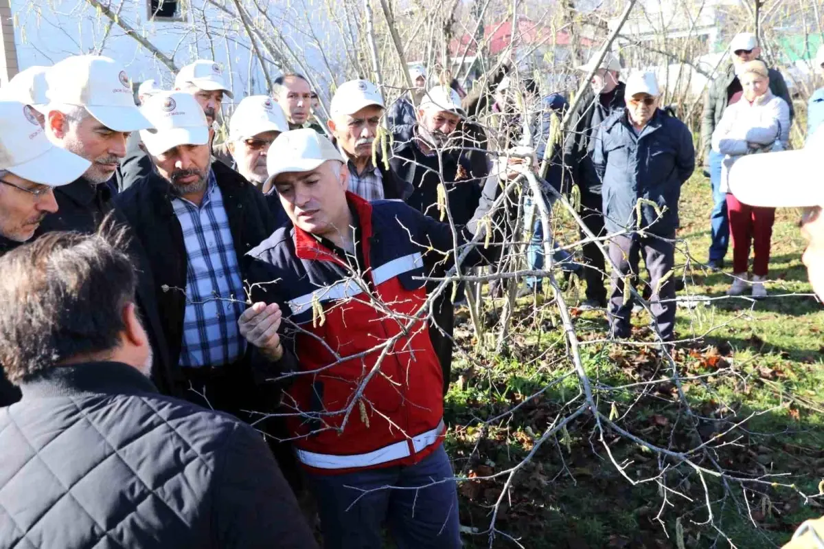 Samsun\'da Fındık Budama Yarışması Düzenlendi